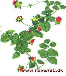 Jordbær, indisk - Duchesnea indica