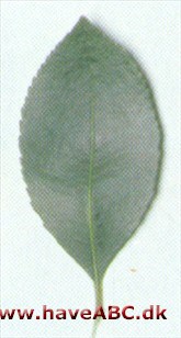 Jordbærtræ - Arbutus unedo.