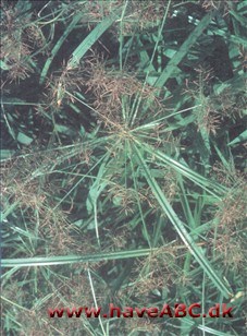 Jordmandel - Cyperus esculentus Ses midsommer - tidligt efterår. Ligesom enårigt ukrudt i varme tørre områder kan vild durra og jordmandel lave fotosyntese mere effektivt, og dermed vokse hurtigere ...