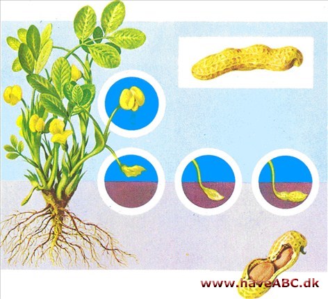 Jordnød - Arachis hypogaea †