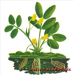 Jordnød - Arachis hypogaea Jordnød - Arachis hypogaea