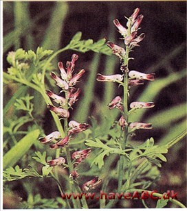 Jordrøg - Fumaria officinalis †