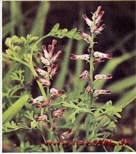 Jordrøg - Fumaria officinalis † Jordrøg - Fumaria officinalis †