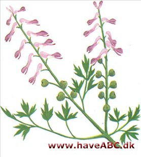 Jordrøg - Fumaria officinalis Jordrøg - Fumaria officinalis