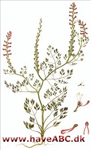 Jordrøg - Fumaria officinalis.