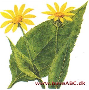 Jordskok - Helianthus tuberosus