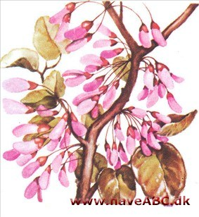 Judastræ - Cercis siliquastrum Judastræ - Cercis siliquastrum