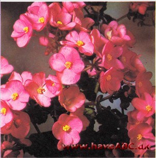 Julebegonie - Begonia x cheimantha syn. socotrana Julebegonie - Begonia x cheimantha syn. socotrana