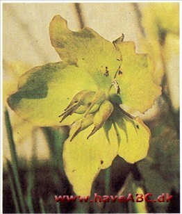 Julerose - Helleborus niger † Julerose - Helleborus niger †