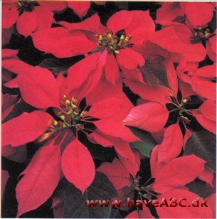 Julestjerne - Euphorbia pulcherrima (syn. Poinsettia)