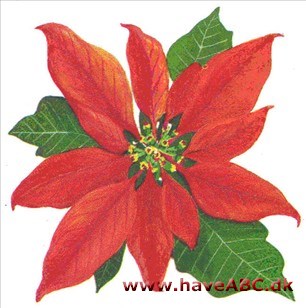 Julestjerne - Euphorbia pulcherrima Julestjerne - Euphorbia pulcherrima