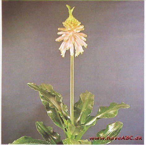 Juletop - Veltheimia bracteata (syn. viridifolia)