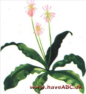 Juletop - Veltheimia Juletop - Veltheimia