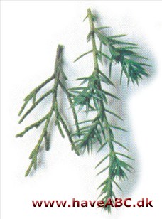 Juniperus monosperma