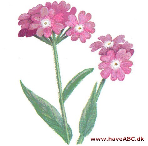 Jupitersblomst - Lychnis flos-jovis Jupitersblomst - Lychnis flos-jovis