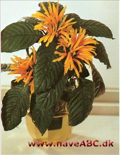 Justicia - Justicia aurea Justicia aurea er en spændende fornyelse blandt vore stueplanter, men den er endnu ikke helt almindelig. Den minder en del om jakobinia.