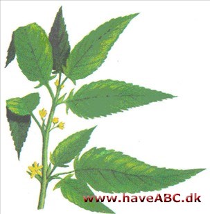 Jute - Corchorus capsularis Jute - Corchorus capsularis