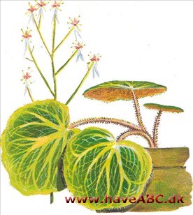 Jødeskæg - Saxifraga stolonifera Jødeskæg - Saxifraga stolonifera