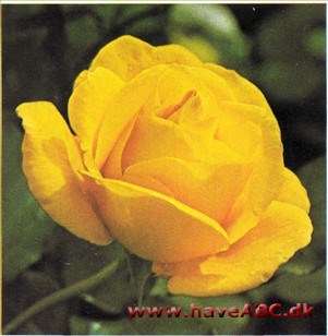 Kabuki - Golden Prince Kabuki - Golden Prince