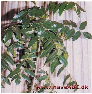 Kafferblomme, Uægte Kaffetræ - Harpephyllum caffrum
