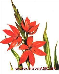 Kafferlilje har sværdformede, op til 40 cm lange og 1-1,5 cm brede blade, der står i to rækker, som det ses hos bl.a. Gladiolus. De lysende røde blomster er samlet 6-15 sammen i et tosidet ...