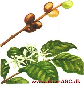 Kaffetræ - Coffea arabica