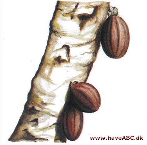 Kakaotræ - Theobroma cacao