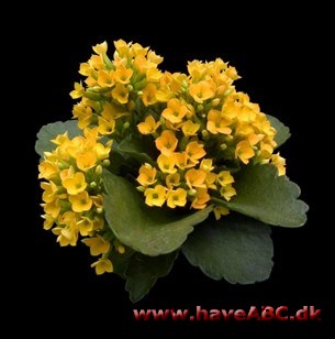 Kalanchoe - Kalanchoë