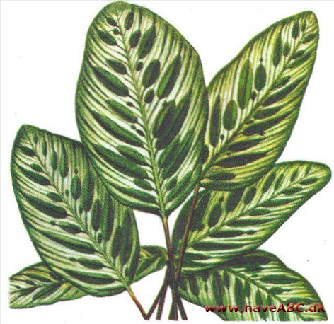 Kalatea - Calathea