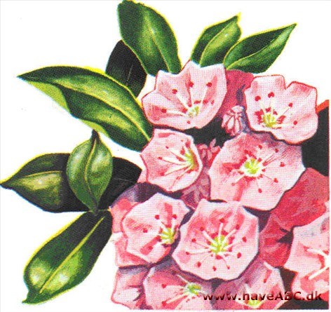 Kalmia - Kalmia Kalmia - Kalmia