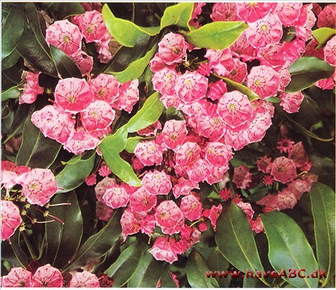 Kalmia – Kalmia † Kalmia – Kalmia †