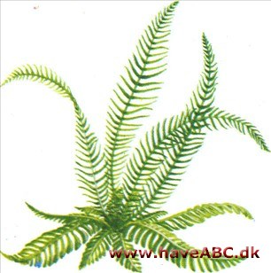 Kambregne - Blechnum spicant