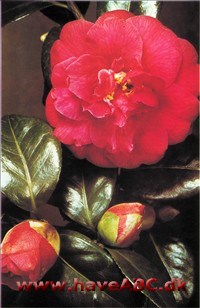 Kamelia - Camellia japonica Kamelia - Camellia japonica
