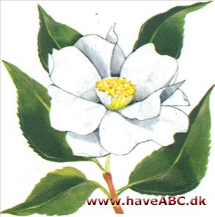 Kamelie - Camellia japonica
