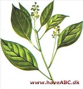Kamfertræ - Cinnamomum camphora Kamfertræ - Cinnamomum camphora