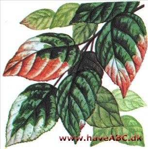 Kamæleonbusk - Actinidia kolomikta Kamæleonbusk - Actinidia kolomikta