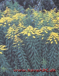 Ses sensommer - efterår. Kanadisk gyldenris spreder sig med jordstængler og, hvis den får lov, også med talrige vindspredte frø. Men det er en glimrende nektarplante for bier og sommerfugle ...