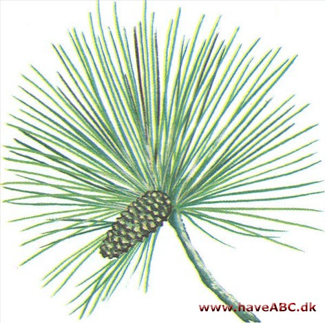 Kanariefyr - Pinus canariensis