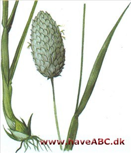 Kanariegræs - Phalaris canariensis