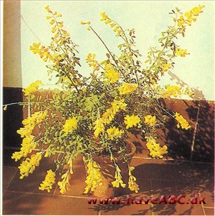 Kanarisk Gyvel - Cytisus canariensis Kanarisk Gyvel - Cytisus canariensis