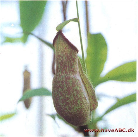 Kandebærer - Nepenthes hybrider Kandebærer - Nepenthes hybrider