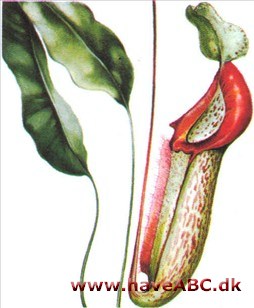 Kandebærer - Nepenthes Kandebærer - Nepenthes