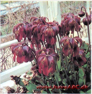 Kandebærer - Sarracenia purpurea Kandebærer - Sarracenia purpurea