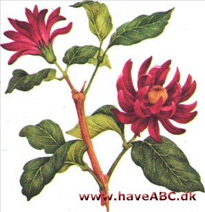 Kanelbusk - Calycanthus floridus Kanelbusk - Calycanthus floridus
