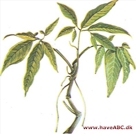 Kaninøre - Syngonium Kaninøre - Syngonium