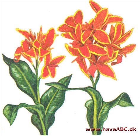 Kanna - Canna indica