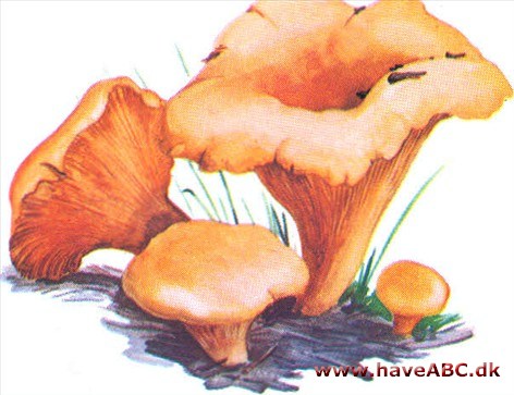 Kantarel - Cantharellus cibartus