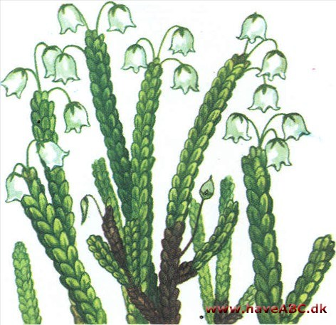 Kantlyng - Cassiope tetragona Kantlyng - Cassiope tetragona