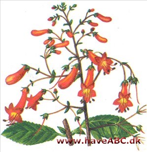 Kapfakkel - Phygelius calpensis Kapfakkel - Phygelius calpensis