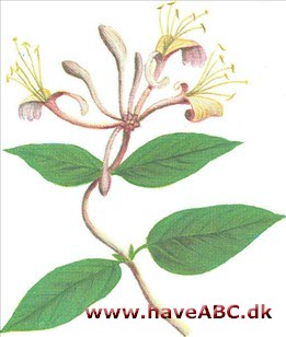 Kaprifolie - Lonicera Kaprifolie - Lonicera